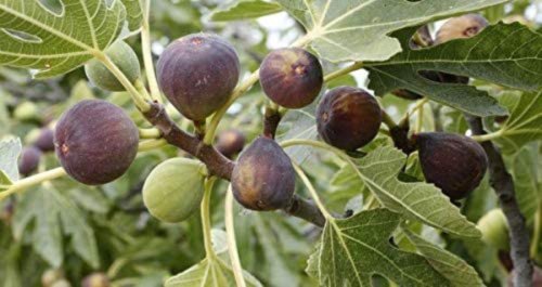 Fig carica Puna Red (Fig)