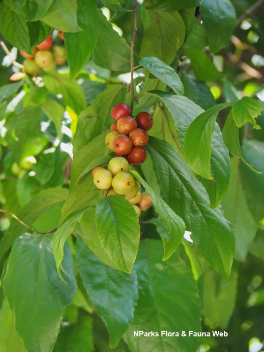 Flacourtia inermis (Lovi-Lovi)