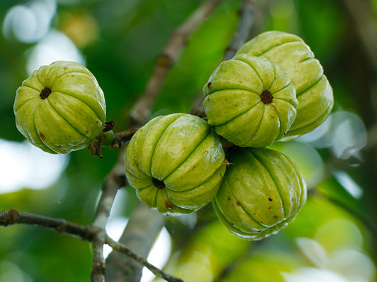 Garcinia Cambogia (Garcinia gummi gutta- Graft)