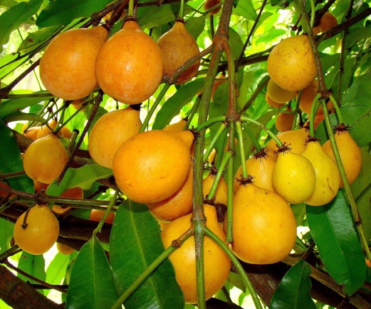 Garcinia humilis (Achacheru)