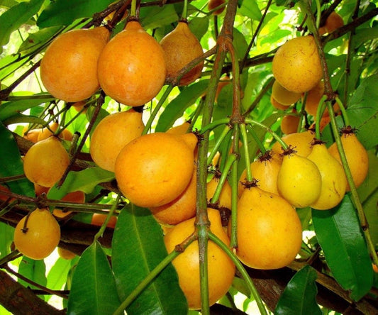 Garcinia humilis (Achacheru)