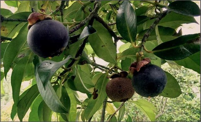 Garcinia mangosteen (Mangosteen)