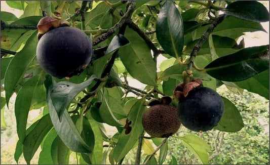 Garcinia mangosteen (Mangosteen)