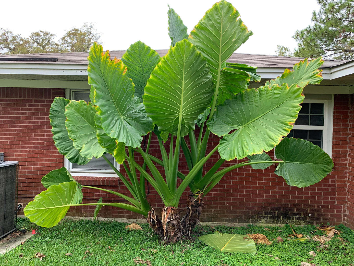 Alocasia macrorrhizos 1 (Giant Tarro)