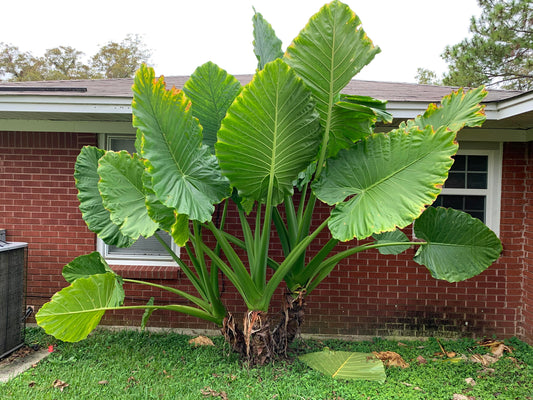 Alocasia macrorrhizos 1 (Giant Tarro)