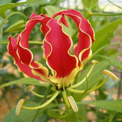 Gloriosa superba Lin(for ear balance) (Glory lily, Flame lily)