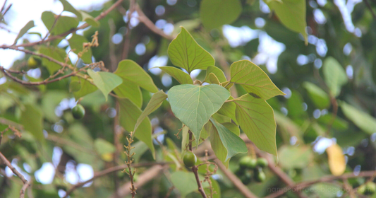 Gmelina arborea -Kumizh (Gamhar, White teak, Shivani)