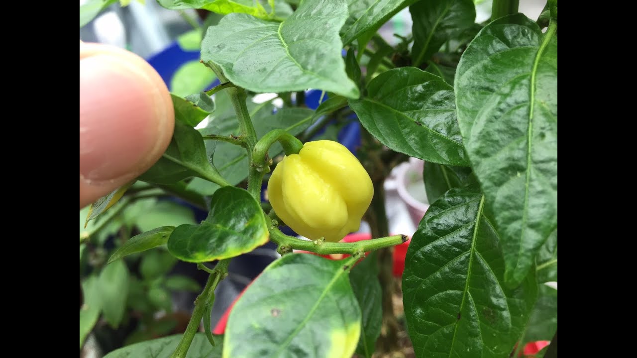 Graft Pepper (Pepper)