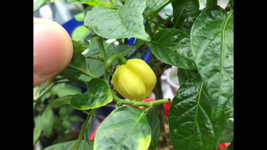 Graft Pepper (Pepper)