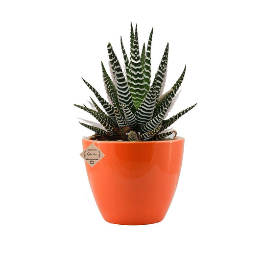 Haworthiya (Zebra Cactus)