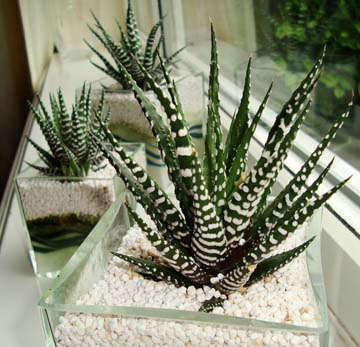 Haworthiopsis attenuata (zebra Plant)