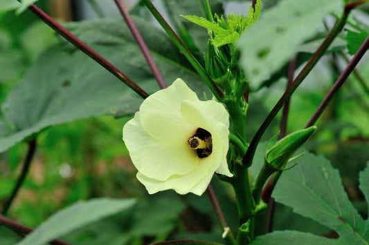 Hbiscus abelmoschus (Musk mallow, Kasturi bende)