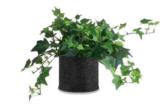 Hedera ivy variegated (English Ivy variegated) (5"x 3.25")
