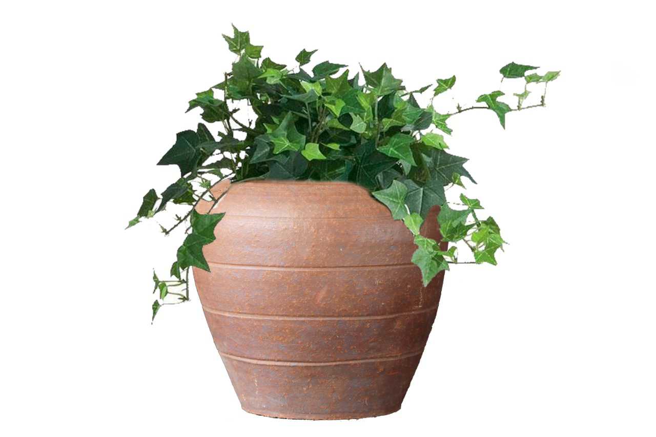Hedera ivy variegated (English Ivy variegated) (5"x 3.25")