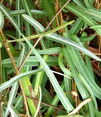 Hemidesmus indicus - Nannari (Indian Sarsaparilla,Nannari)