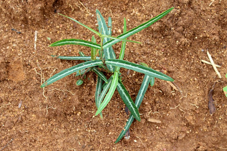 Hemidesmus indicus - Nannari (Indian Sarsaparilla,Nannari)