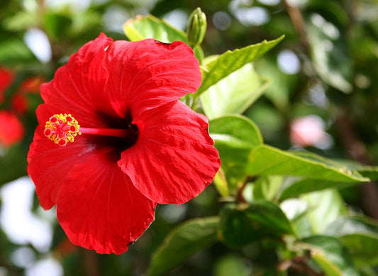 Hibiscus rosa-sinensis (Hibiscus Dwarf)