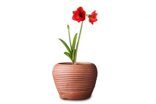 Hippeastrum (Amaralis Lily) (Not applicable)