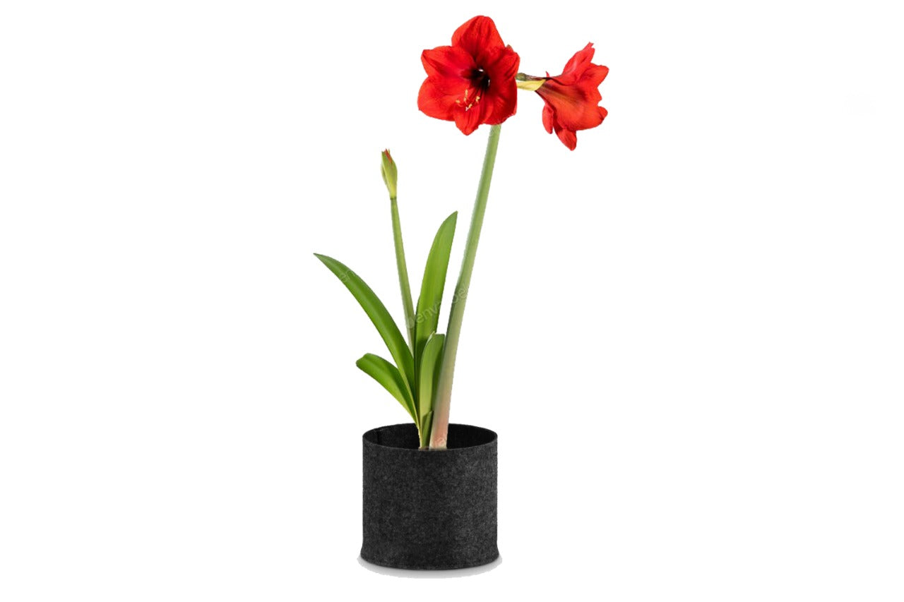 Hippeastrum (Amaralis Lily) (Not applicable)