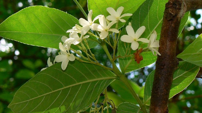 Holarrhena pubescens -Kudakapala (Indrajao, Kodasige)