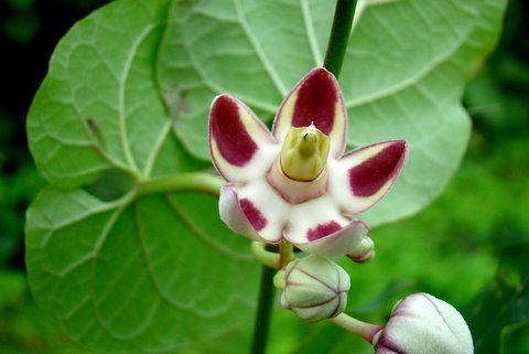 Holostemma adakodien (Holostemma, Arane beelu)