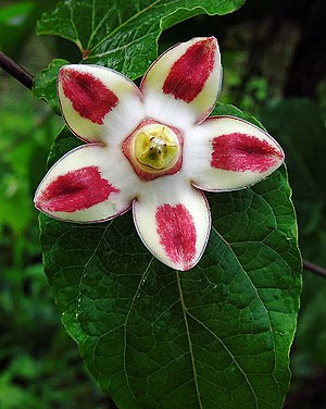 Holostemma adakodien (Holostemma, Arane beelu)