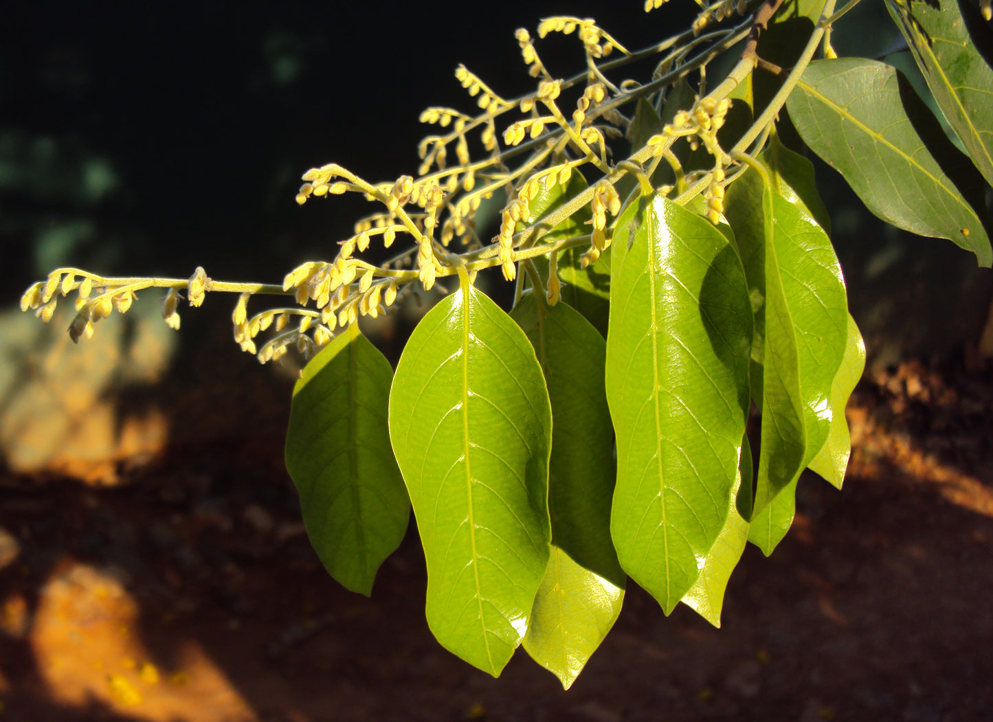 Hopea praviflora (Malabar Ironwood, Bogi mara)