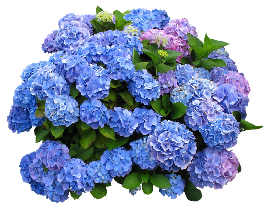 Hydrangea macrophylla (Hydrangea)
