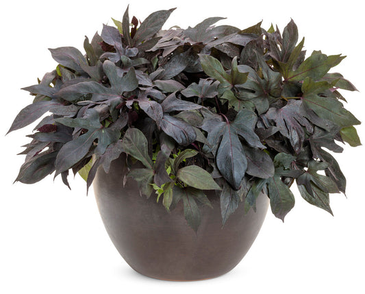 Ipomea Batatas blackie (Ipomea Black)