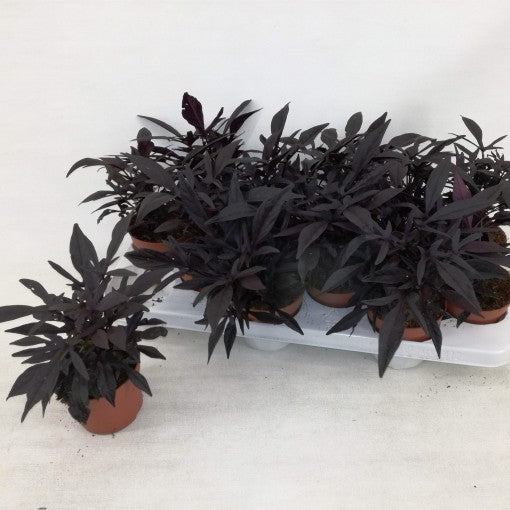 Ipomea Batatas blackie (Ipomea Black)