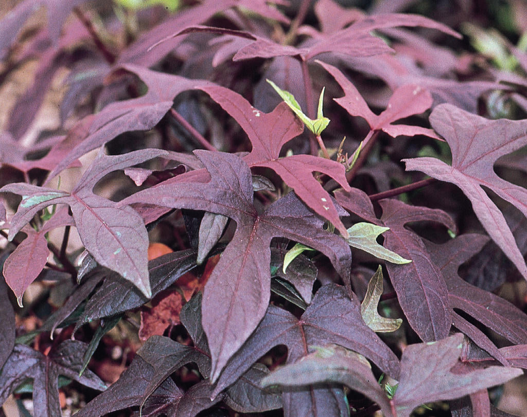 Ipomea Batatas blackie (Ipomea Black)