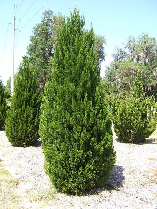 Juniperus Chinensis (Chinese Juniper)