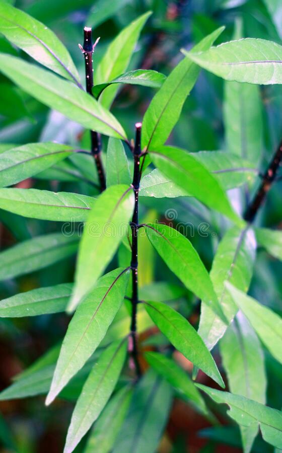 Justicia gendarussa -Vathamkolli (Willow leaved justicia)