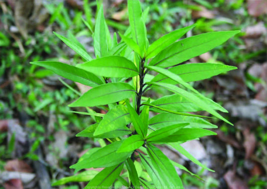 Justicia gendarussa -Vathamkolli (Willow leaved justicia)