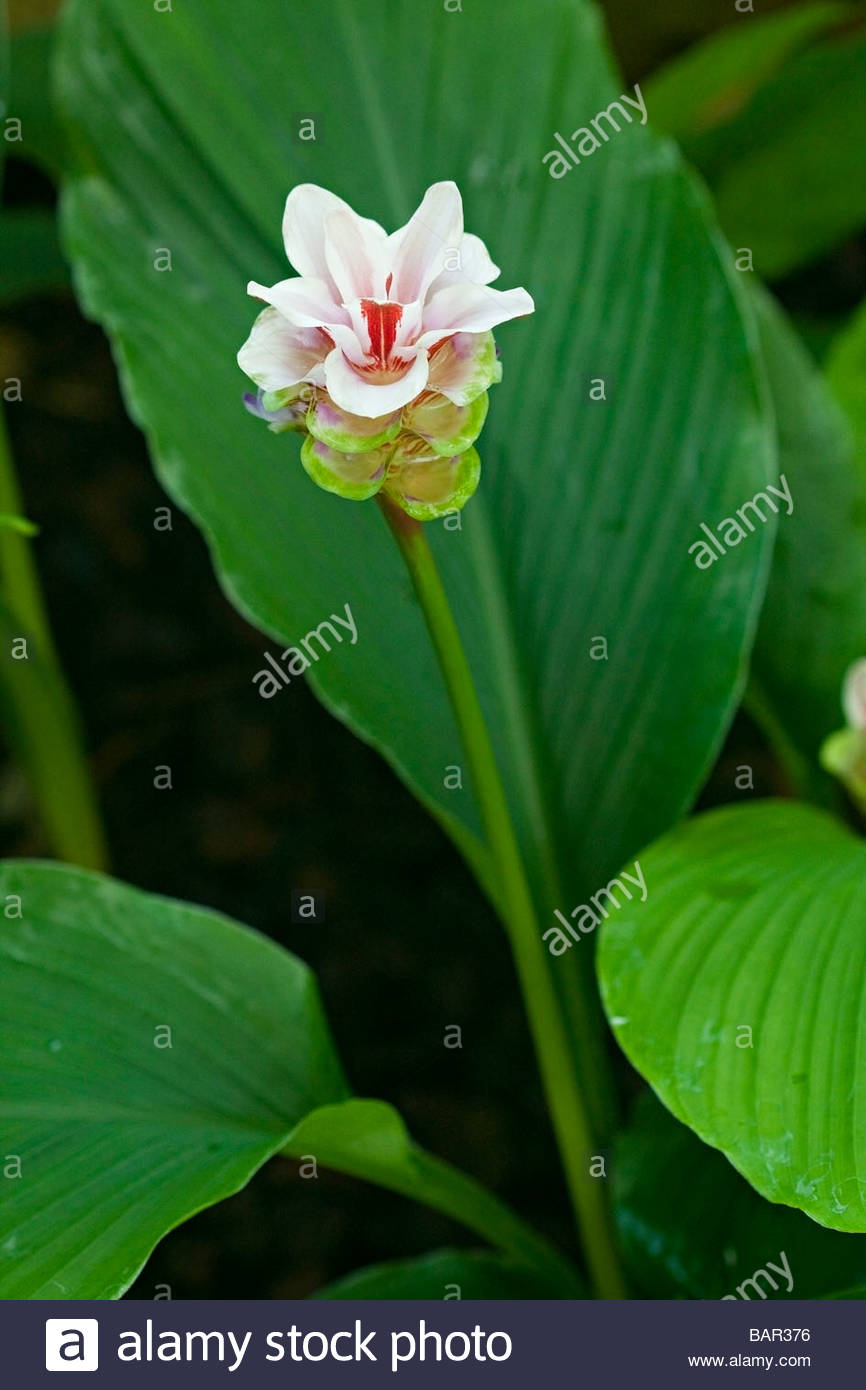 Kaemperia rotunda - Chengananeer kizhangu (Peacock Ginger, Bhumi Champa, Kusunde)