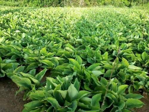 Kaempferia parvistora - Black ginger(for energy purpose)