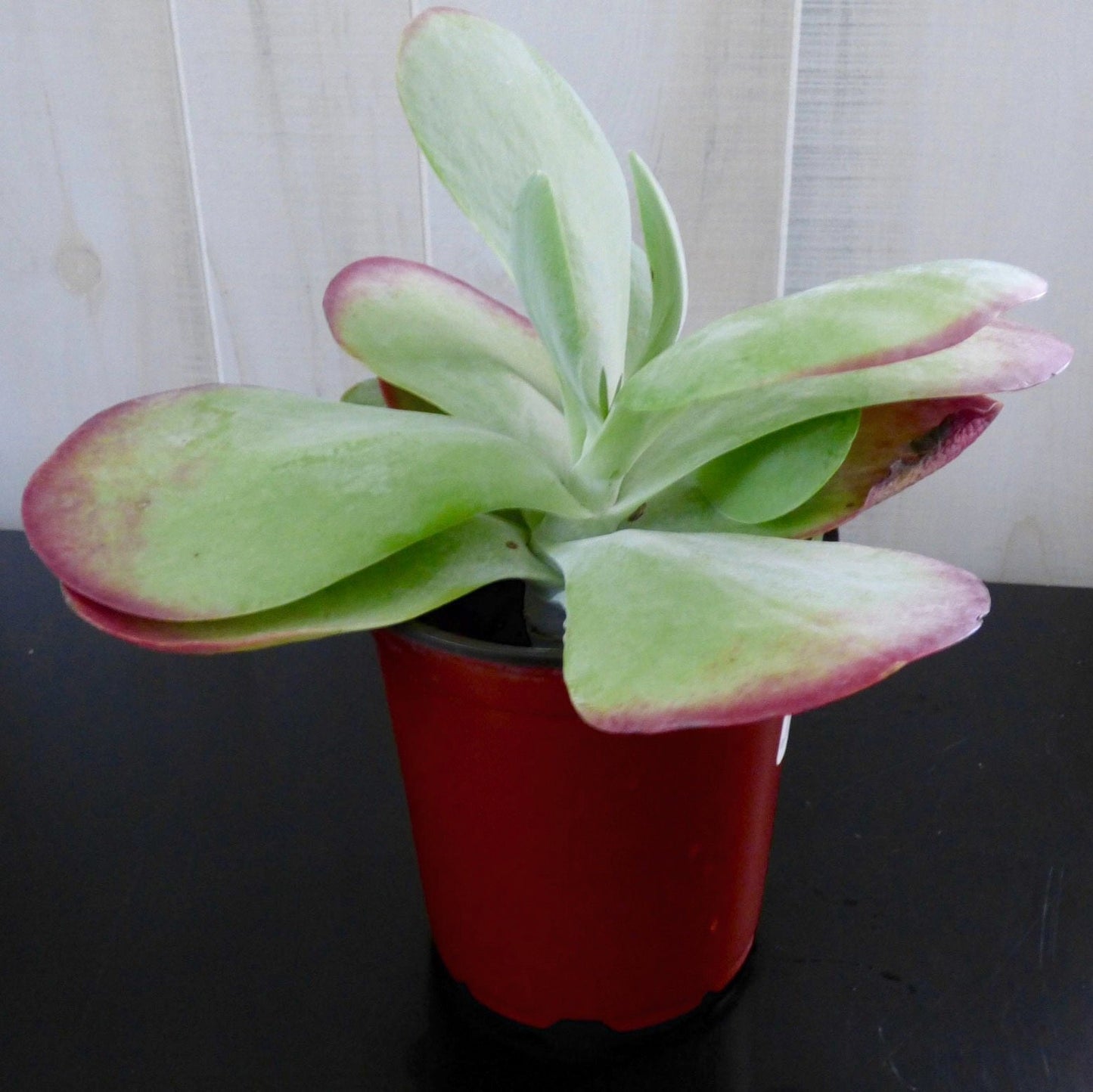 Kalanchoe thyrsiflora Flapjack (Seculant)