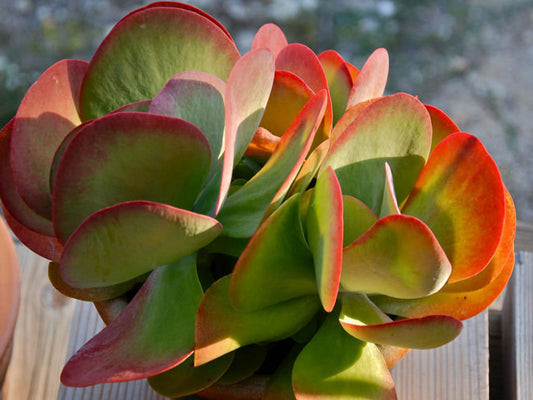 Kalanchoe thyrsiflora Flapjack (Seculant)