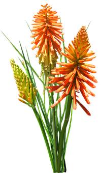 Kniphofia (Red Hot Poker Lily - Tritoma)