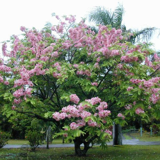 Lagerstroemia speciosa -Manimaruthu (Gaint crepe myrtle, Pride of india,Hole dassavaala)