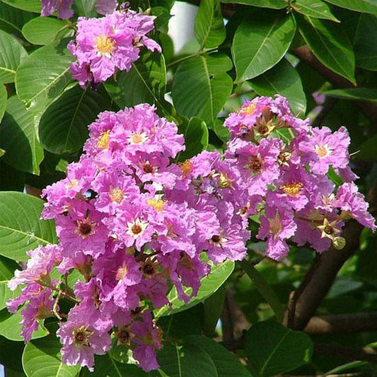 Lagerstroemia speciosa -Manimaruthu (Gaint crepe myrtle, Pride of india,Hole dassavaala)