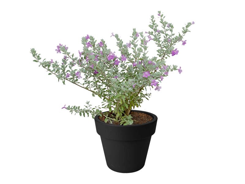 Leucophyllum frutescen (Nikotia)