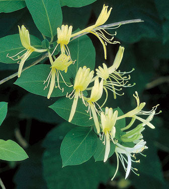 Lonicera (Honeysuckle)