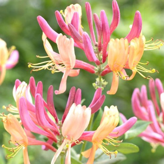 Lonicera (Honeysuckle)