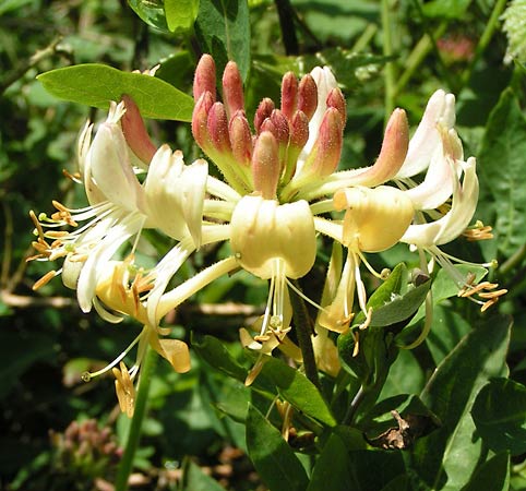 Lonicera (Honeysuckle)