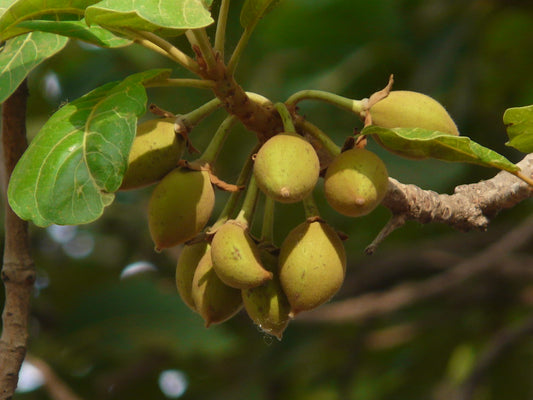 Madhuca indica - llippa (Mahua, Ippe)