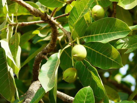 Madhuca indica - llippa (Mahua, Ippe)