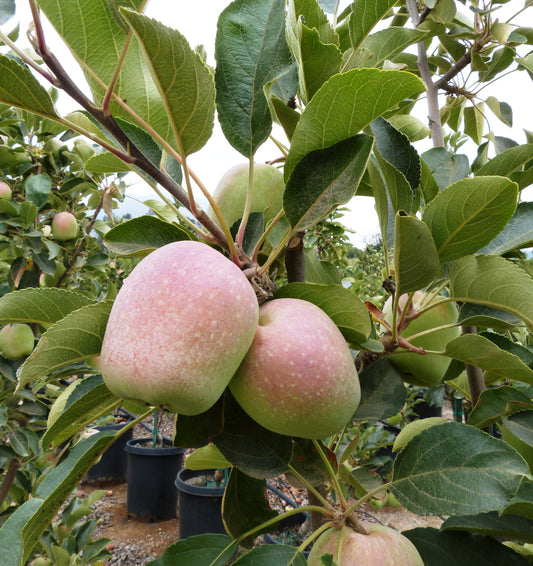 Malus domestica - Herman (Apple Herman)