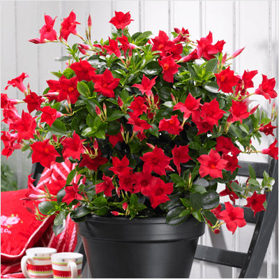 Mandevilla sanderi (Mandevilla Red)