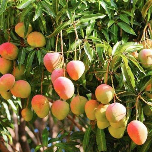 Mangifera indica -Alphonsa (Mango)
